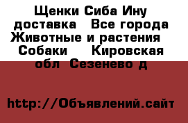 Щенки Сиба Ину доставка - Все города Животные и растения » Собаки   . Кировская обл.,Сезенево д.